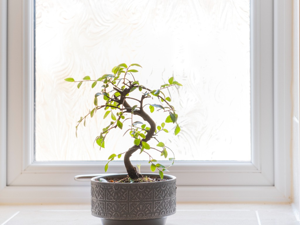 bonsai houseplant on a window sill inside in a bathroom