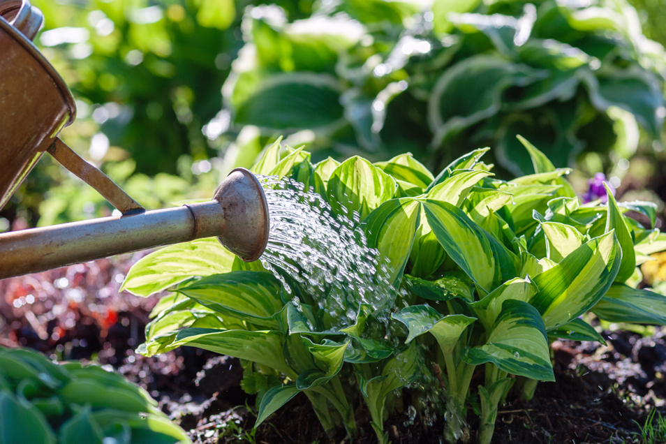 hosta plants with variegated leaves growing in a flowerbed with a watering can pouring water