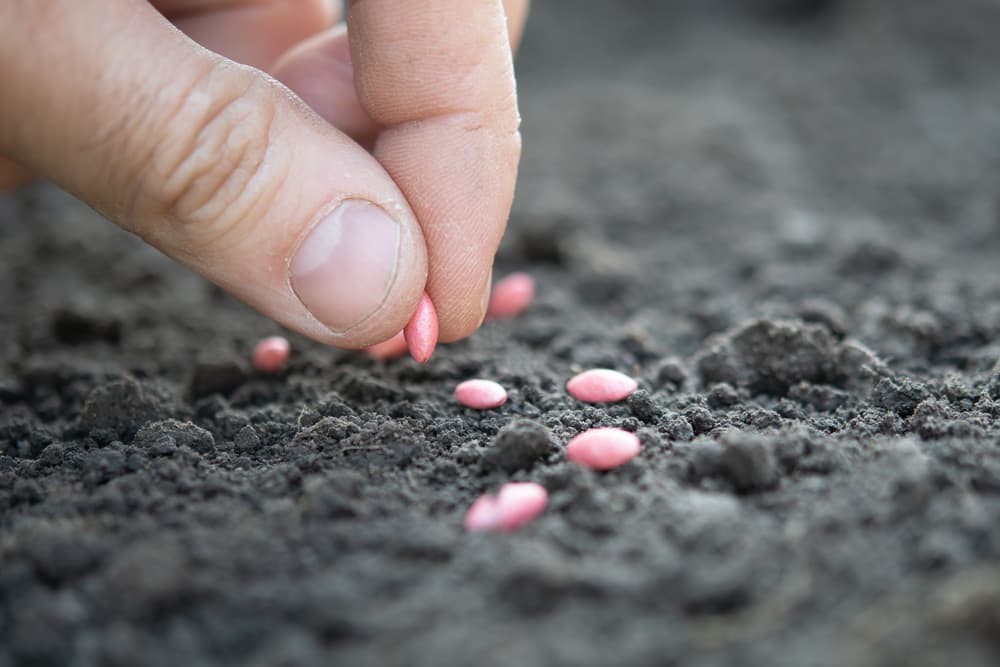 hand sowing cucumber seeds in garden soil