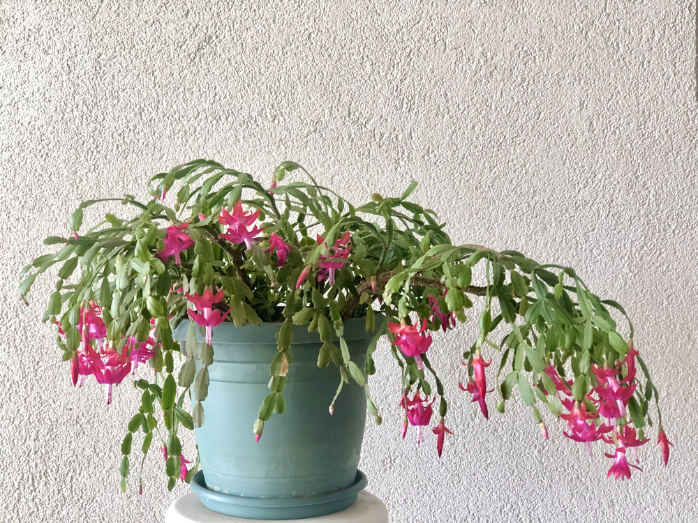 pink Schlumbergera in a container growing outside in front of a white wall
