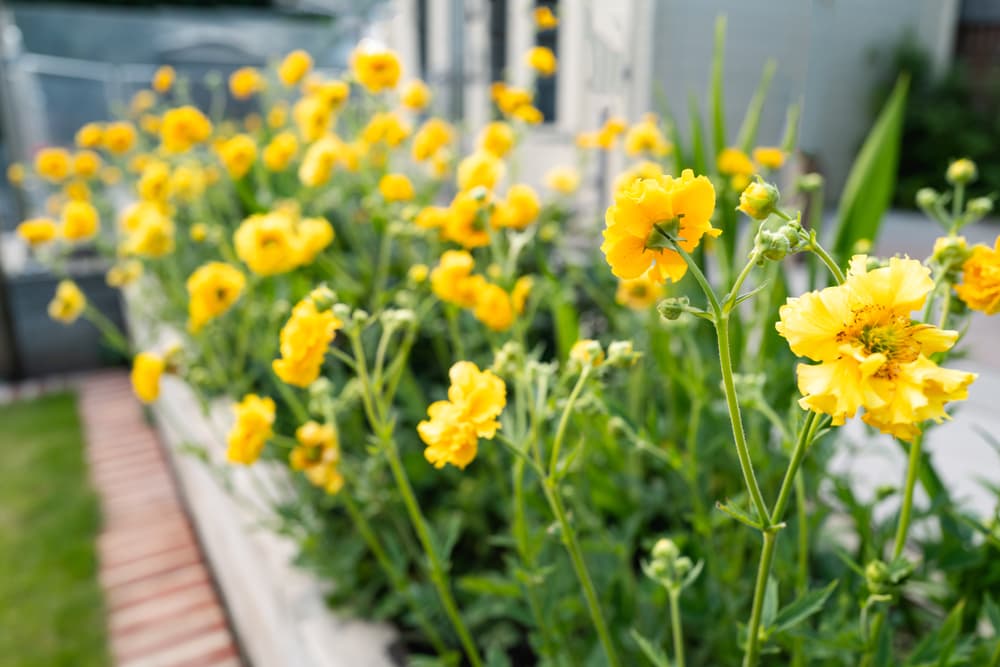 a raised planter filled with tall yellow flowering avens