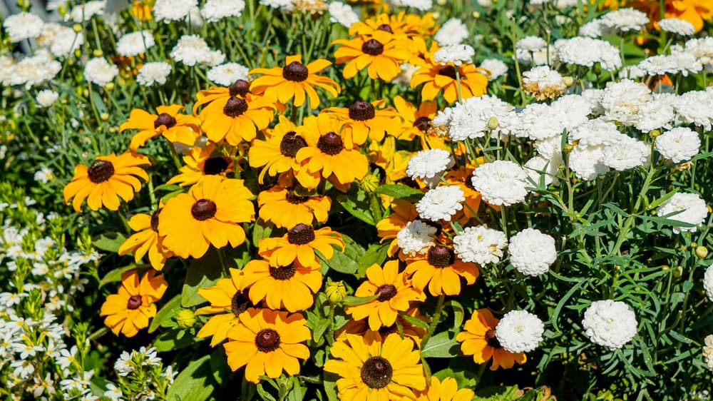 molimba white and toto rudbeckia flowers growing together in a garden bed