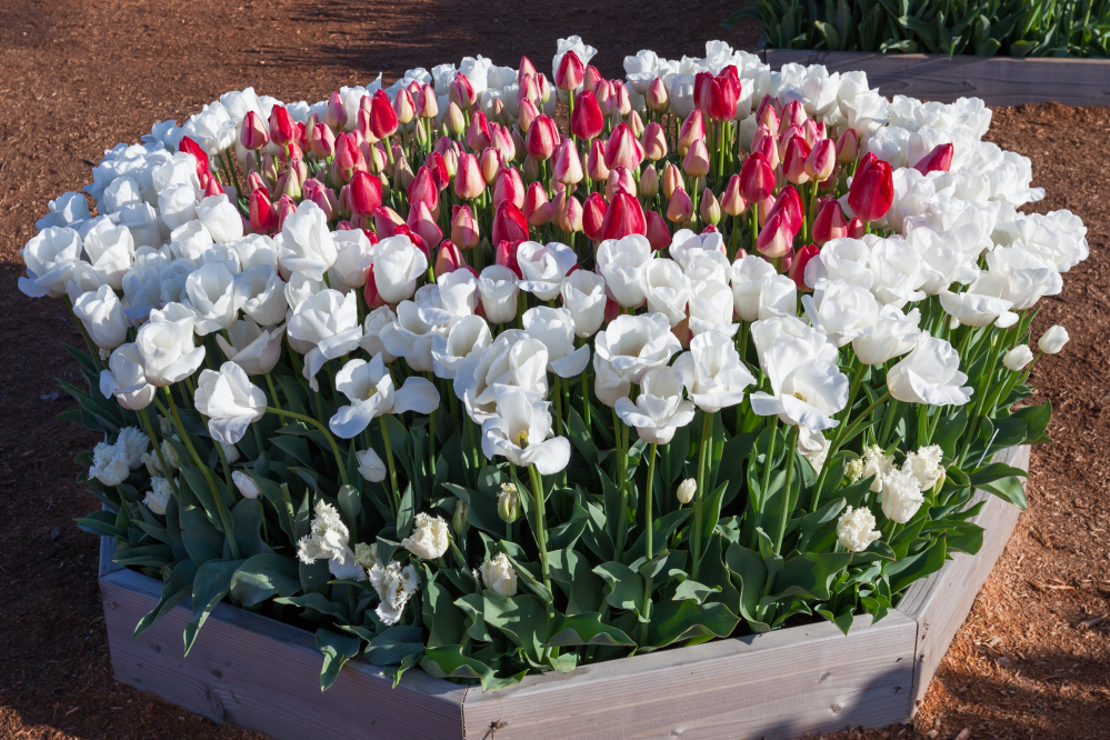 a raised garden bed that is made up of red, pink and white flowering ornamental tulips