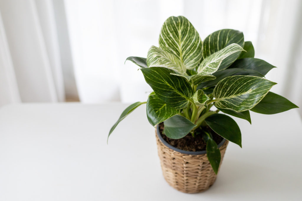 potted philodendron on a white table indoors with a window in the background