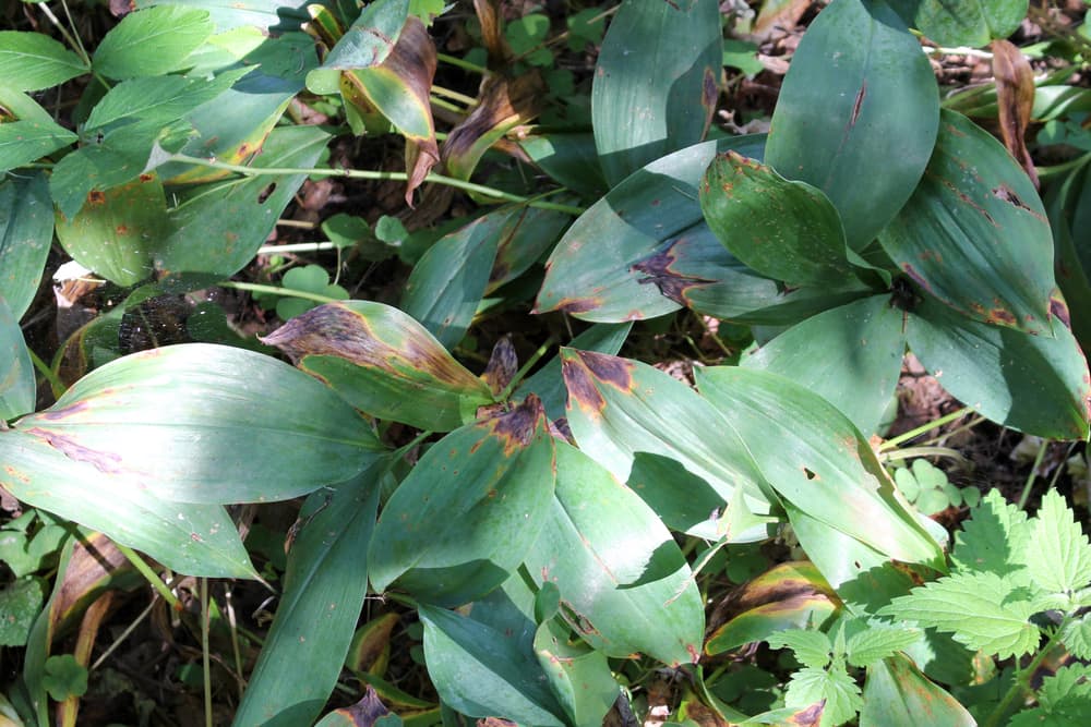 the leaves of Convallaria majalis covered with a fungal infection