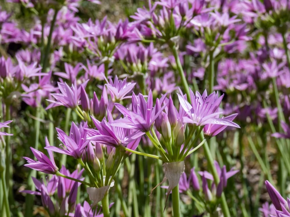 allium eros with beautiful pink flowers