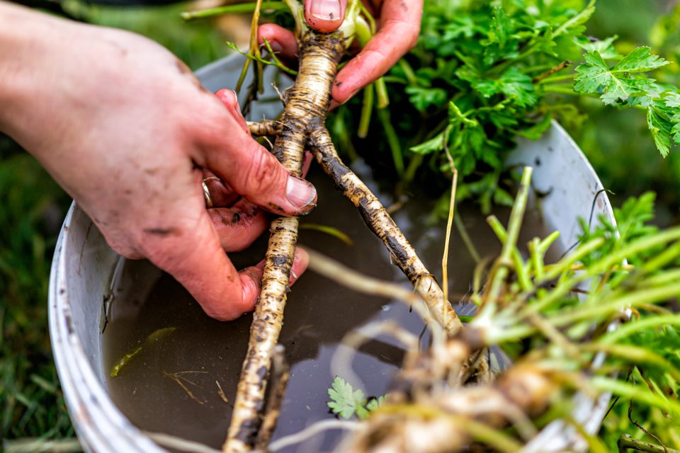 someone washing the roots of a plant in a bucket of water outside