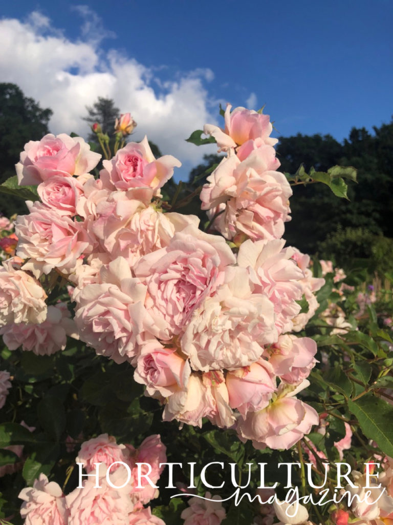 pale pink flowering roses growing outside with a blue sky in the background