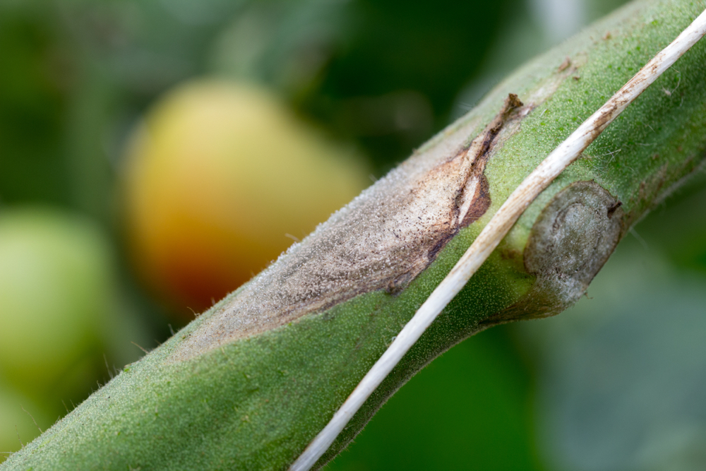 close-up of botrytis grey mould on the stem of a plant growing outside