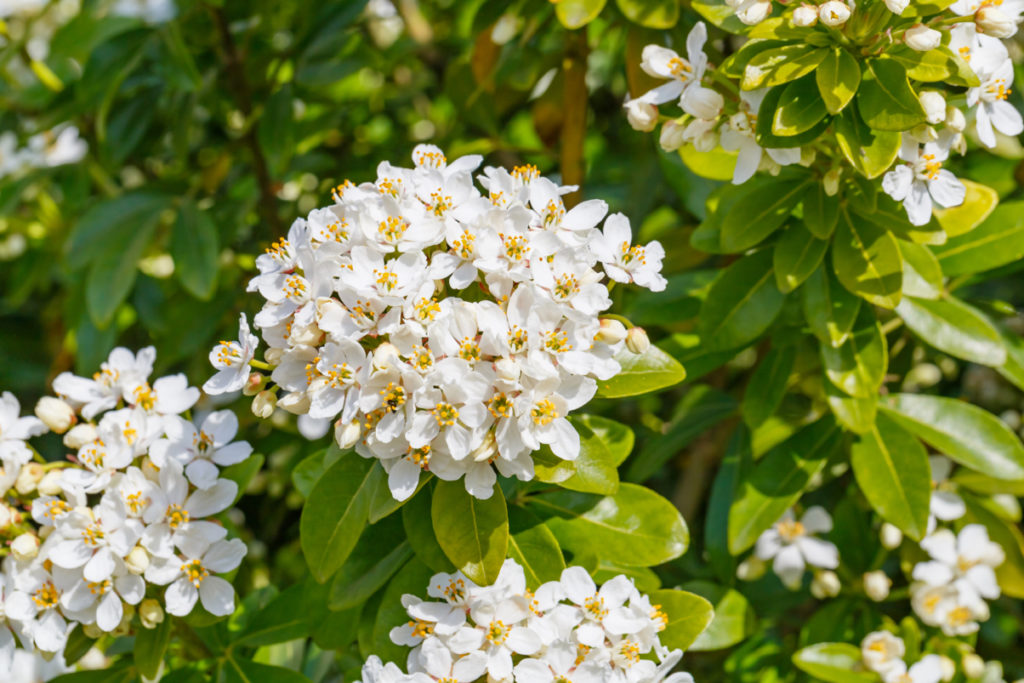 white flowering Mexican orange blossom growing outside