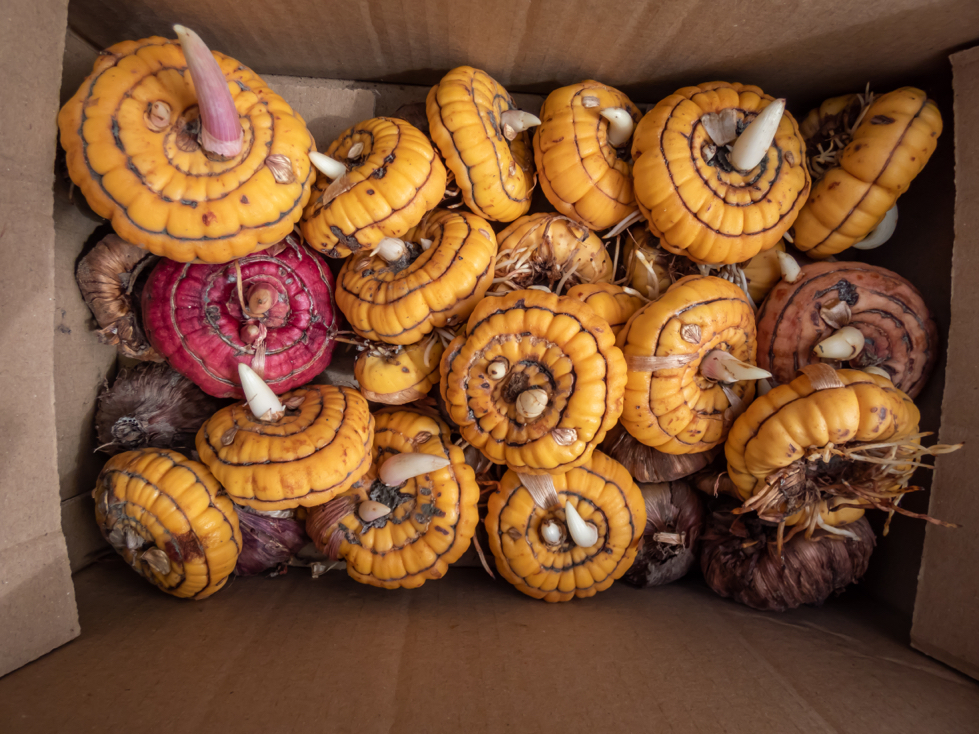 large orange and red gladiolus corms being stored inside a cardboard box