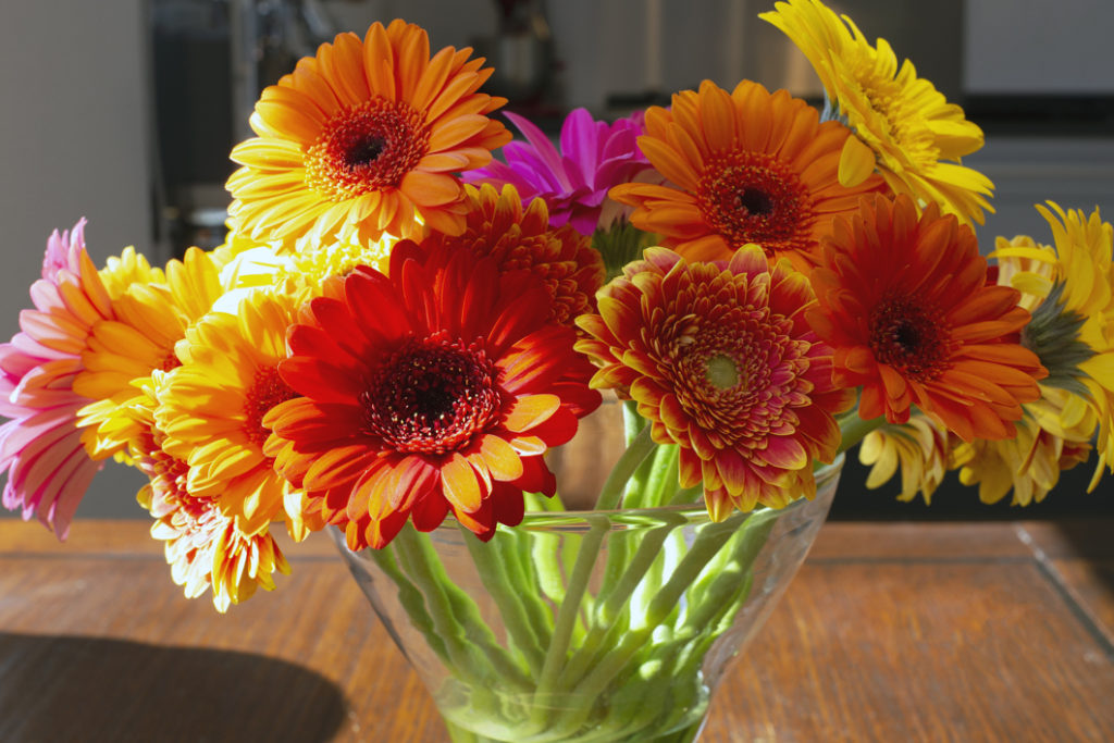 orange, red, yellow and pink harvested gerberas growing in a glass vase half full of water that has been placed on a wooden table