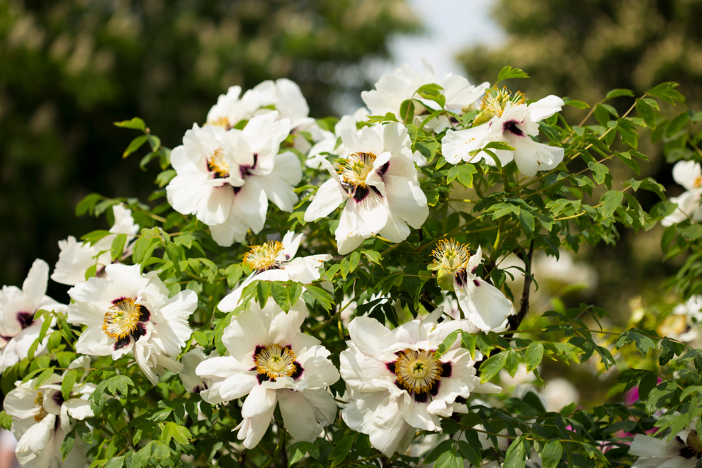 white flowering tree peony shrub with trees in the background