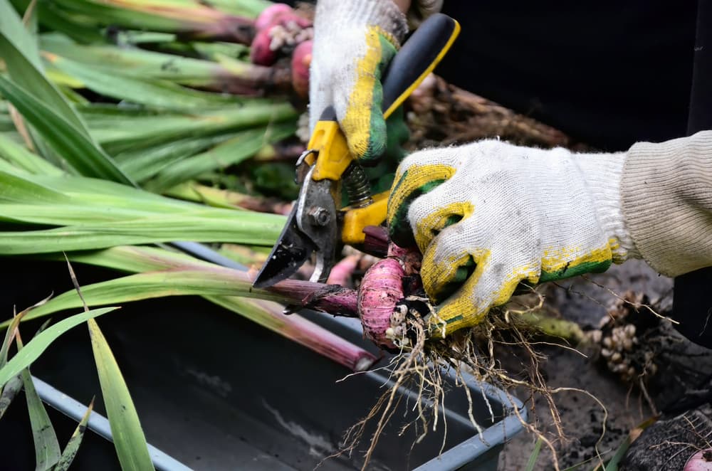 yellow and black secateurs being used to chop the stems from gladioli corms