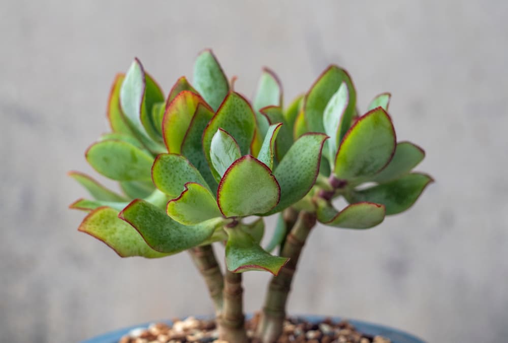wavy leaves of a small potted bonsai money tree