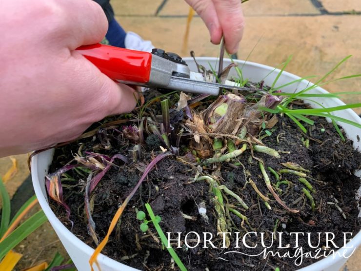 How To Prune Agapanthus Horticulture.co.uk