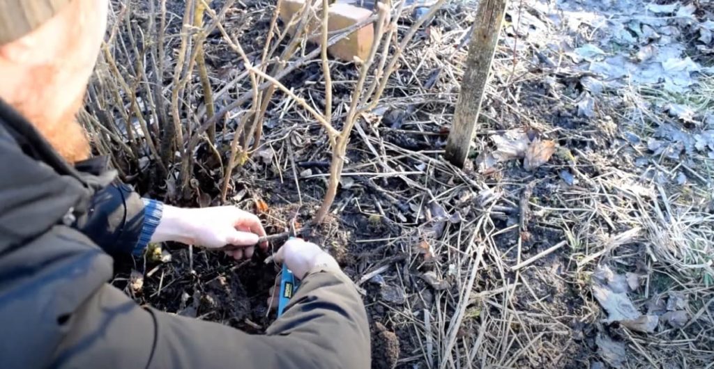 gardener shown severing the connection between the parent and child plants