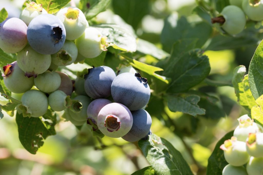 vaccinium corymbosum 'Patriot' plant with blue and green ripening blueberries growing in the sunshine