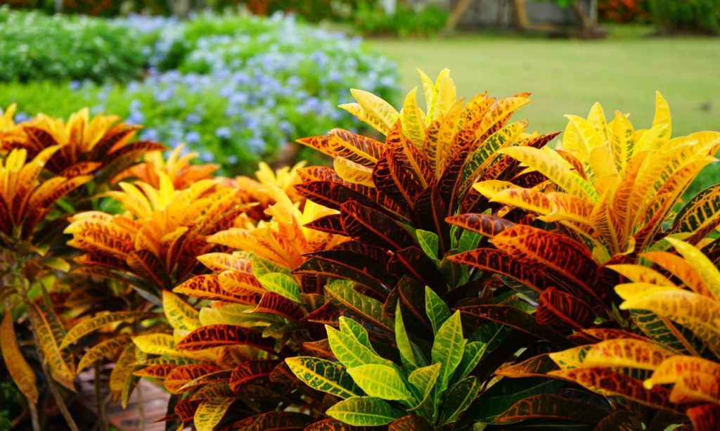croton plants with yellow, green and red variegated leaves growing outside with a lawn and blue flowering ceanothus in the background