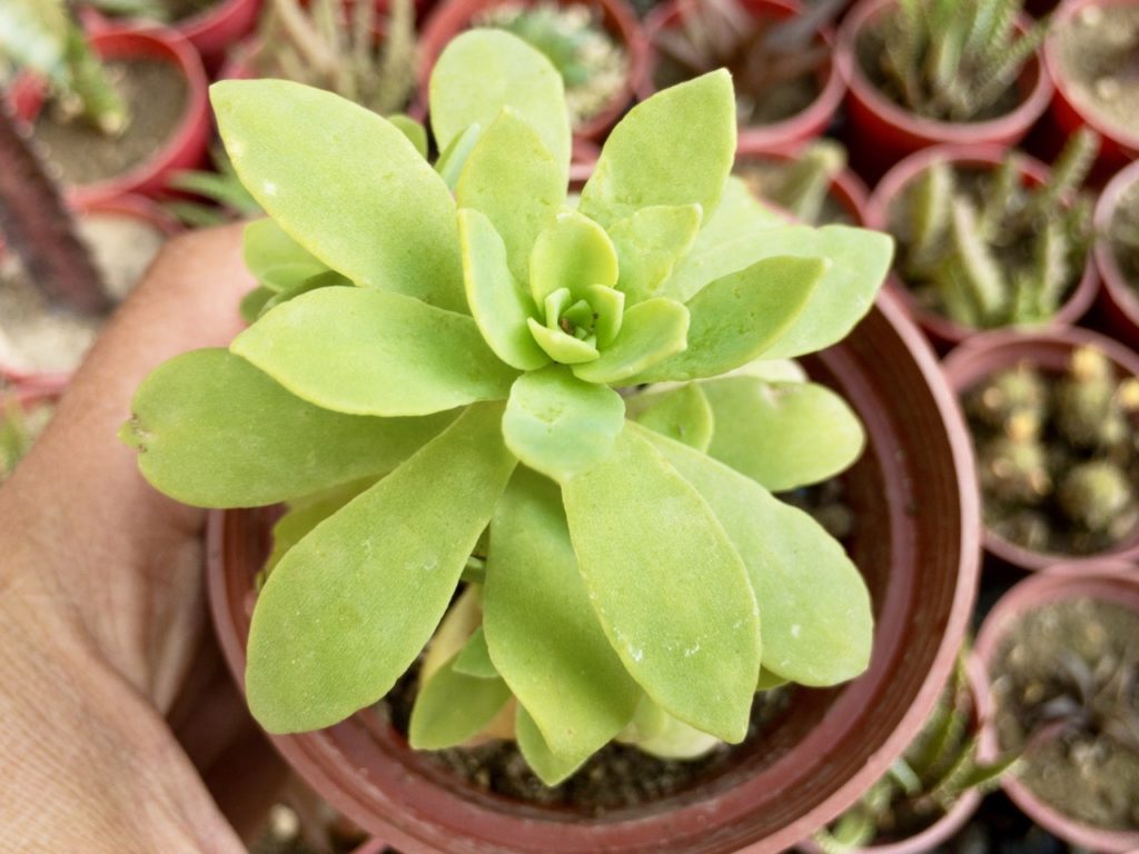small aeonium succulent growing in a pot in front of aloe and other small succulents growing in rows