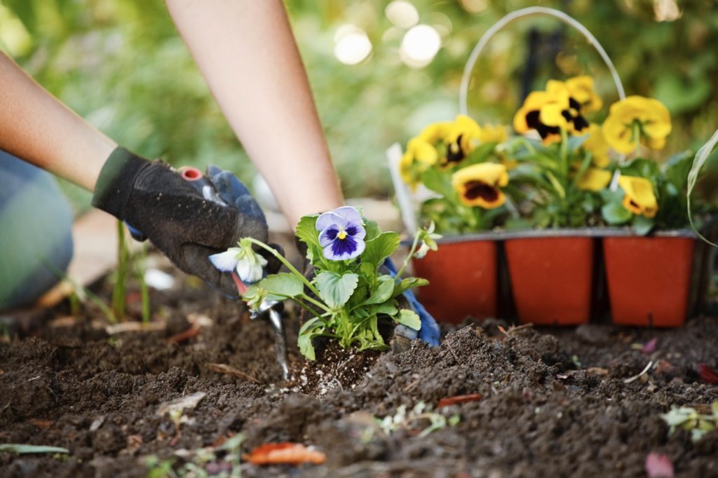 viola with purple and white flowers being planted into the ground outside with potted yellow flowering violas in the background