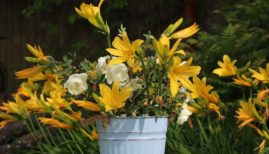 yellow flowering daylilies growing in a blue container with some white roses outside in front of a garden fence