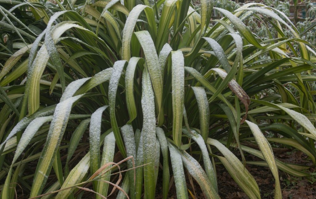 large new zealand flax with long thin green and yellow variegated leaves covered in a thin layer of frost