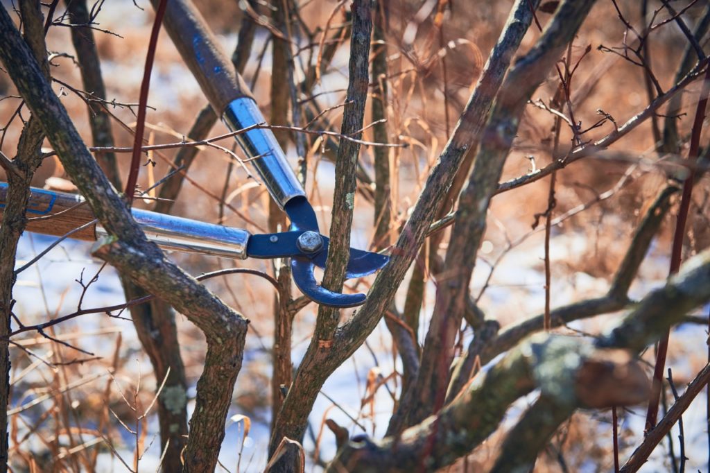 a thick branch from a blueberry shrub being pruned by a pair of pruning shears