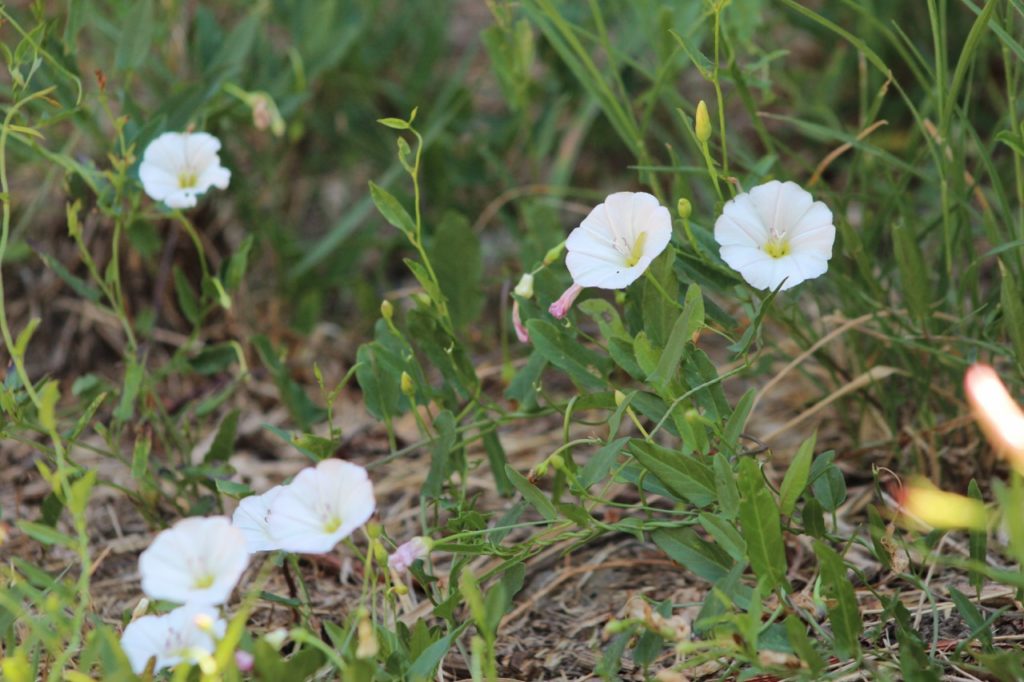 white flowers from a spreading bindweed plant growing from the ground amongst grass
