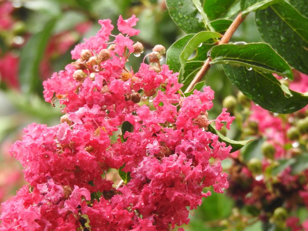 close-up of the pink crinkled flowers from a Lagerstroemia indica plant covered in raindrops 