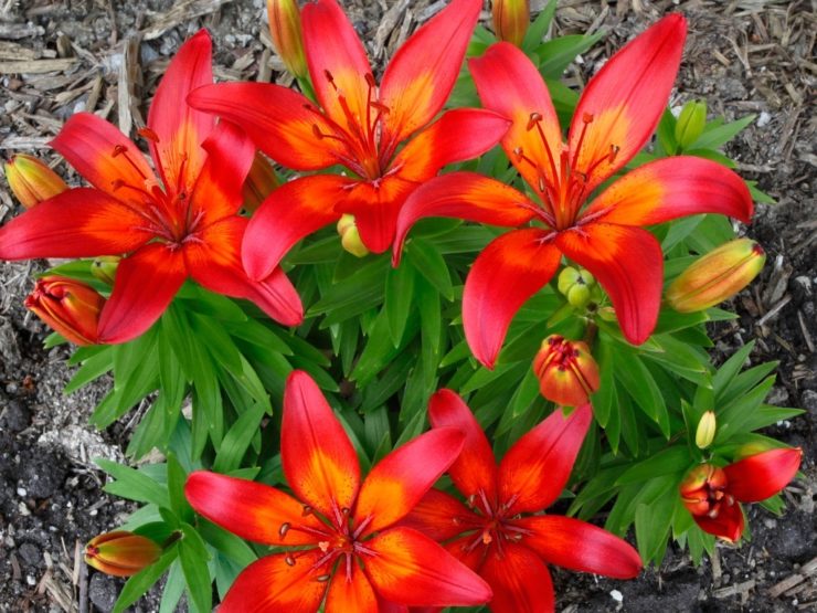 Asiatic Lily Plant Care & Growing Tips Horticulture.co.uk