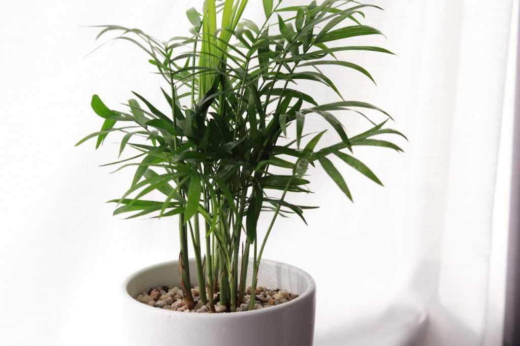 young Dypsis growing indoors in a round container that is full of small stones