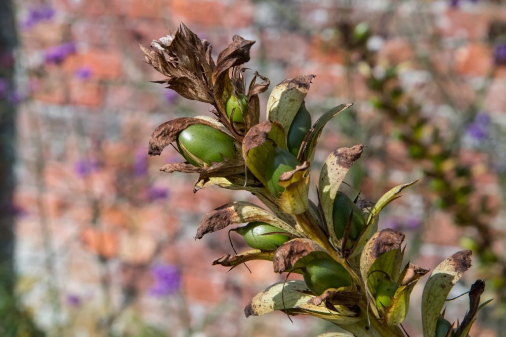 the round green seed pods forming on the end of a bear's breeches plant with the green foliage turning brown