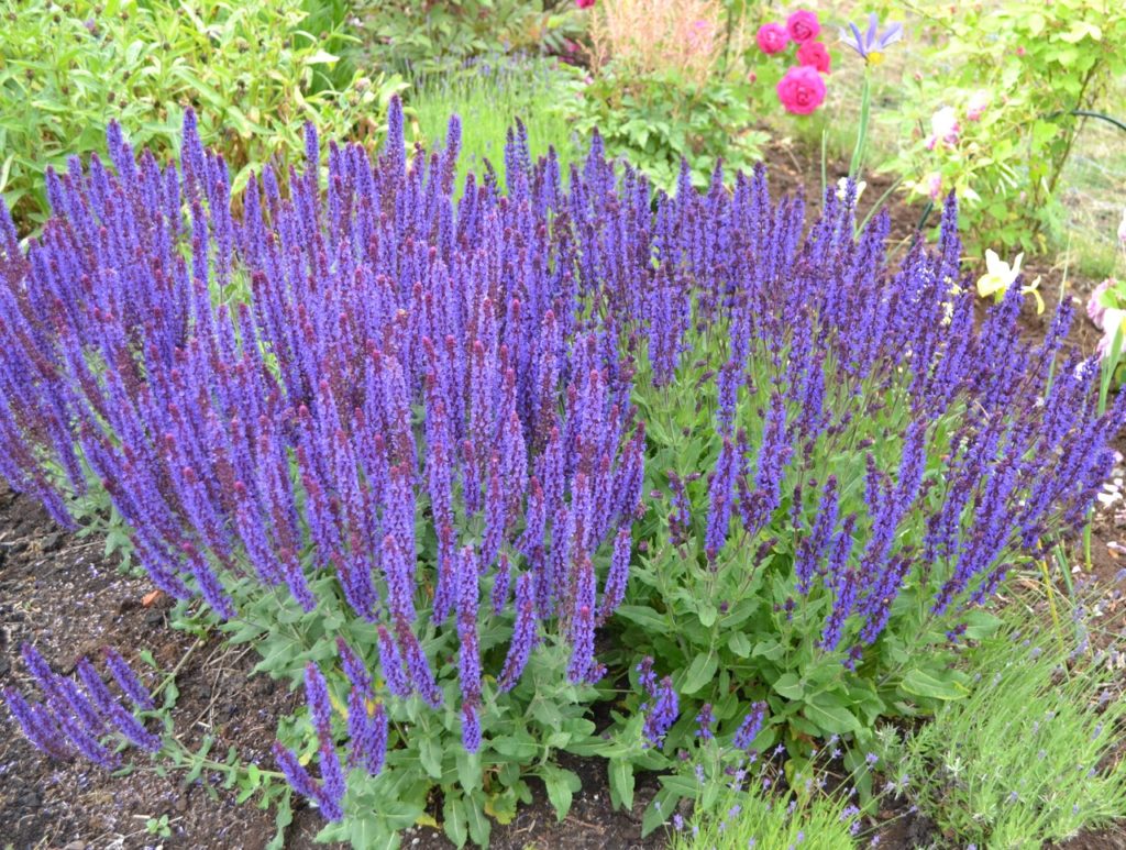 purple flowering salvia nemorosa plant growing from the ground in a flower bed
