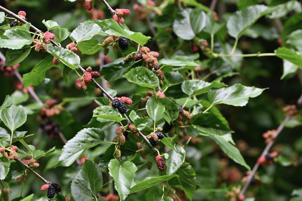 black mulberry shrub with black and unripe red fruits growing outside