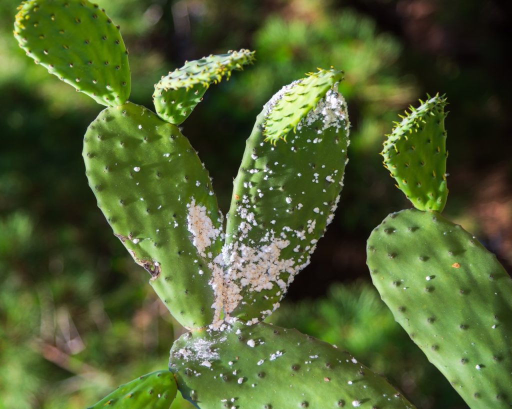 white mealybugs and their yellow nymphs growing on the surface of an cacti