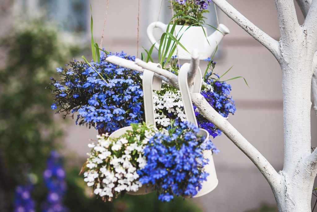 blue and white lobelia plants that have been potted in decorative watering cans hanging from a white painted tree brach