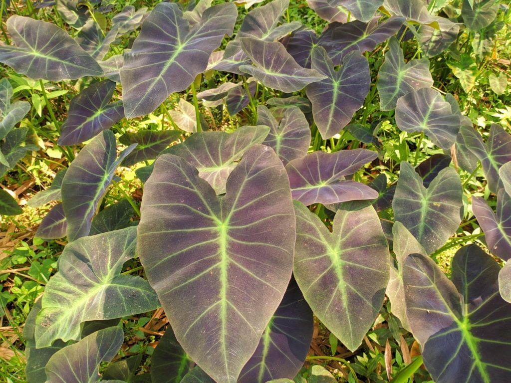 big heart-shaped purple leaves with green veins and stems of a colocasia plant growing outdoors