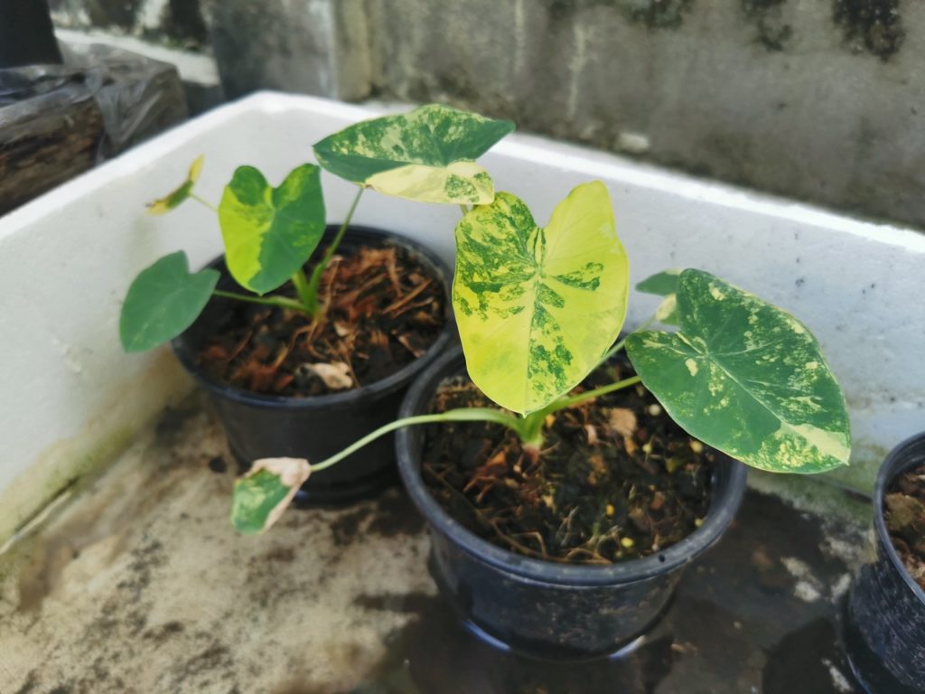 colocasia plants with yellow and green leaves growing in pots in a trough of shallow water