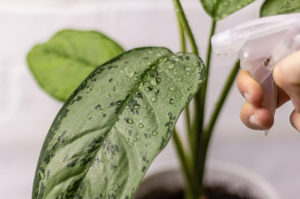 a spray bottle being used to water the leaves of a potted colocasia houseplant