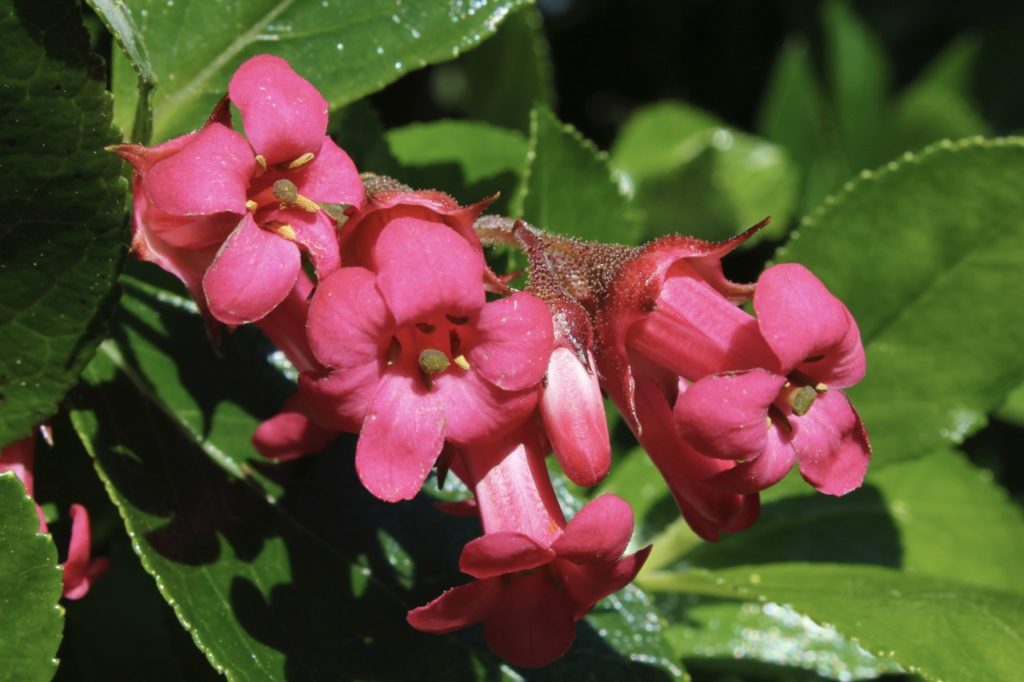 pink trumpet-shaped escallonia flowers with dark green foliage