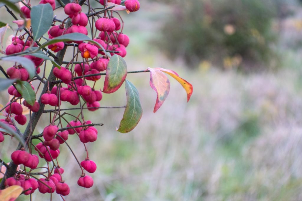 pinky-red berries and red-tinged green leaves on a euonymus europaeus shrub growing outside in front of a field