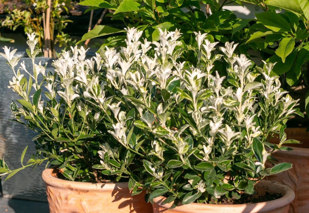 euonymus shrubs with silver and green foliage growing outside alongside other potted plants
