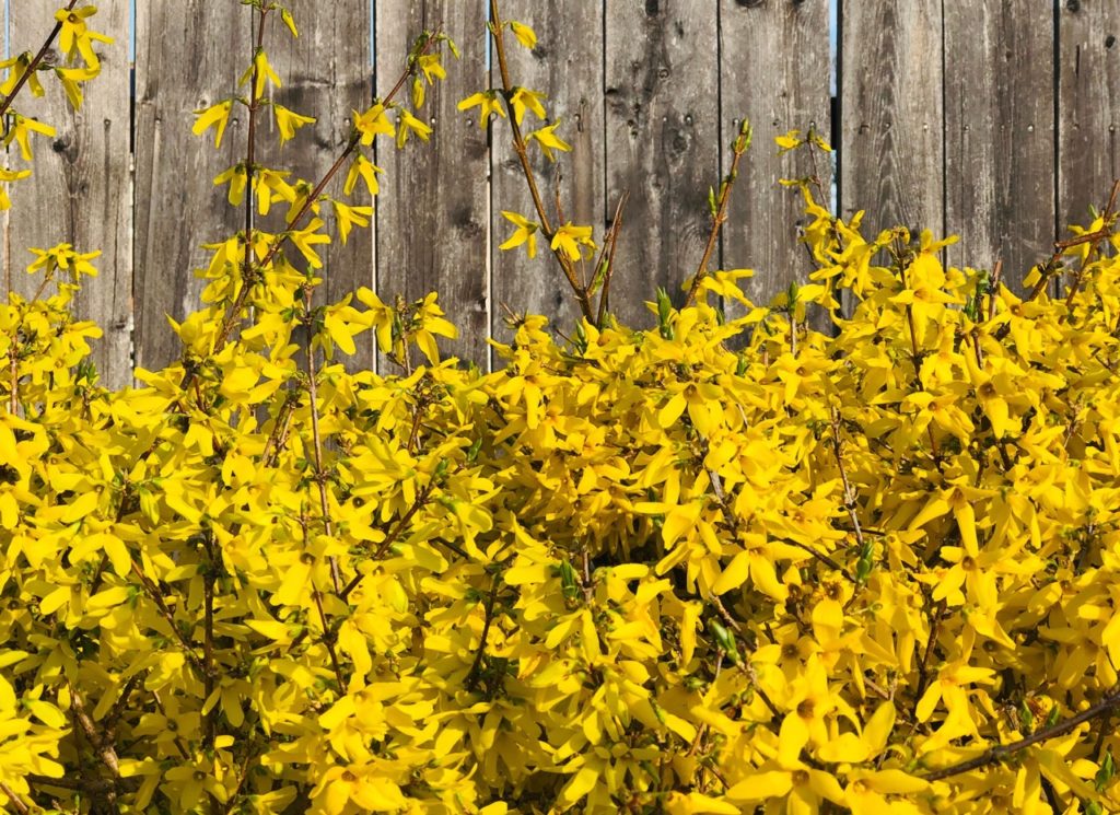 forsythia with yellow flowers growing in front of a wooden garden fence