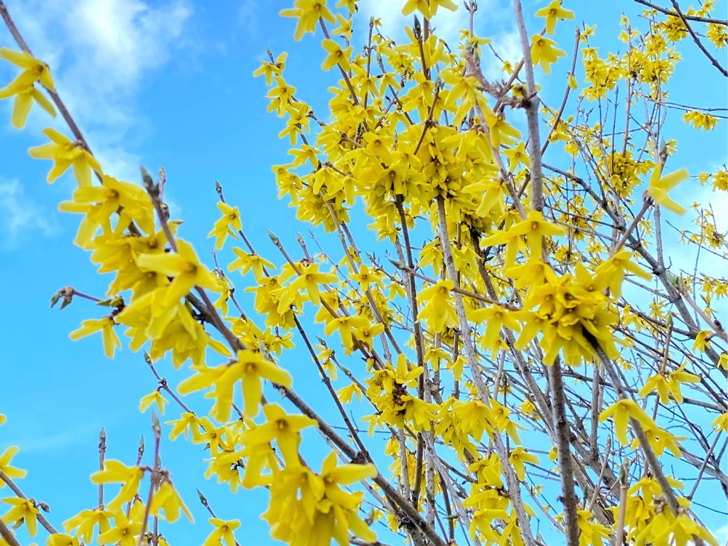 forsythia with yellow flowers growing on tall stalks with a blue sky in the background