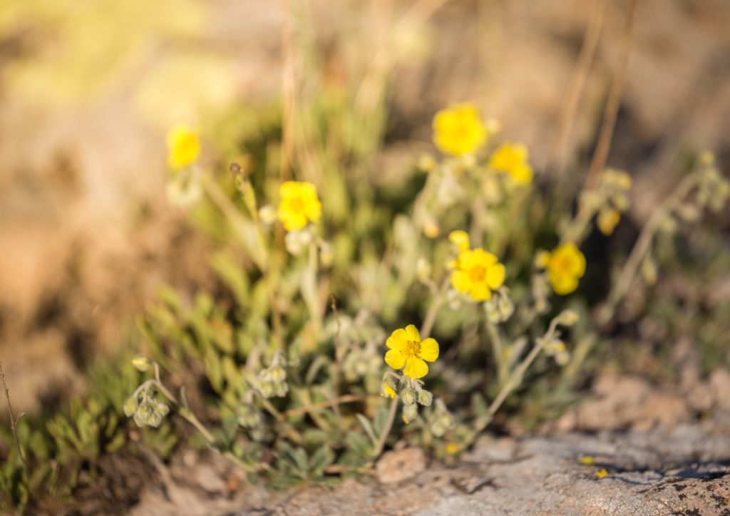 yellow flowering rock rose shrub growing from a rocky ground outside