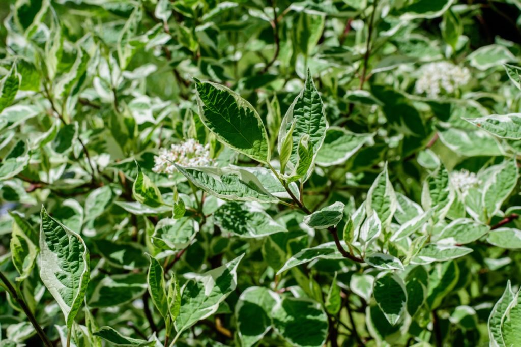 Cornus plant with white and green variegated leaves and dark stems