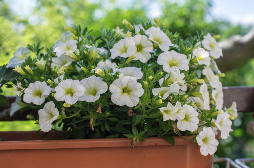white flowering million bells growing in a container outdoors