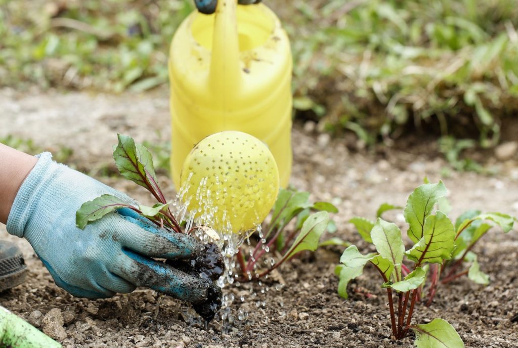 small beetroot plants with red stems and green leaves being watered with a liquid feed from a yellow watering can