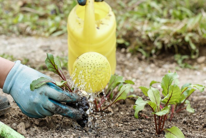 How To Use Plant Fertiliser For Optimal Growth Horticulture